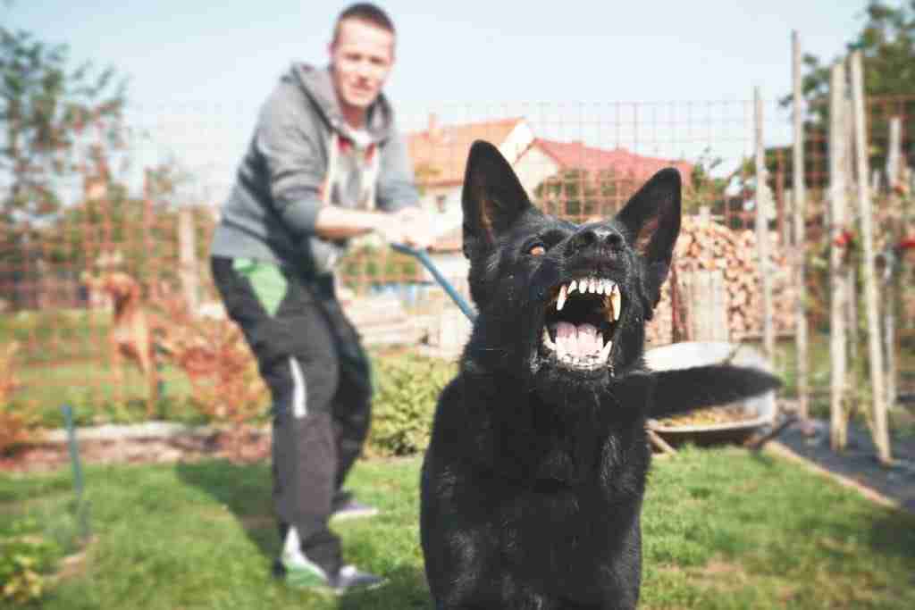 dog trying to attack